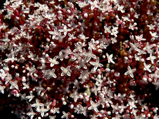 {Diamorpha smallii}